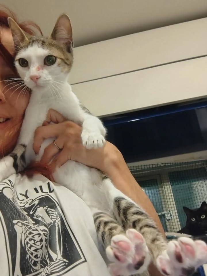 Gatos Tofu y Hanna en adopción responsable en Bogotá 