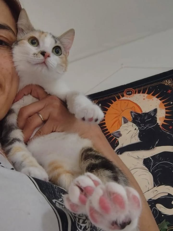 Gatos Tofu y Hanna en adopción responsable en Bogotá 