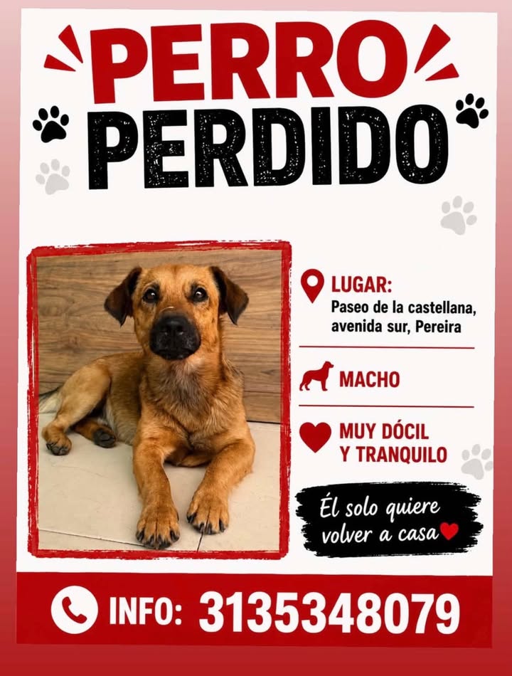 Perro encontrado en Pereira, Risaralda 
