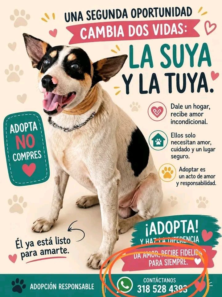 Perro en adopción Tuluá Valle 