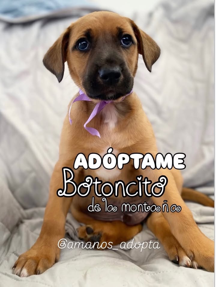 Cachorros en Adopción en Bogotá 
