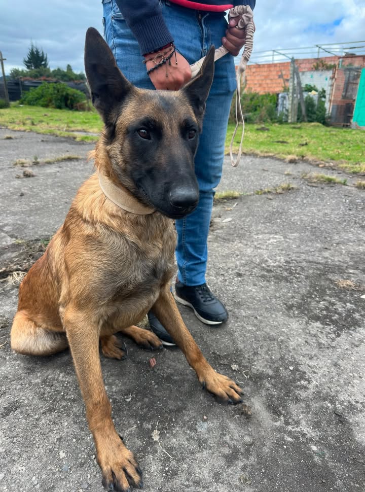 ¡Alan encontró su familia! Perro busca hogar en Bogotá 