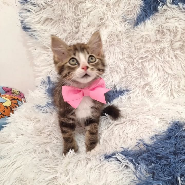 Gatitas en adopción en Pereira, Risaralda 