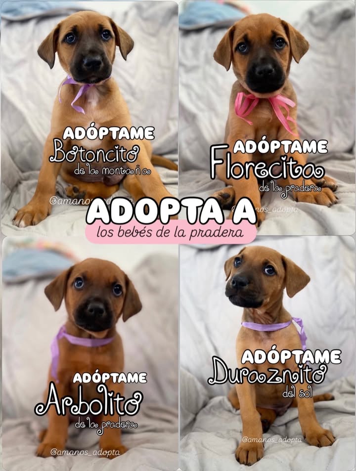 Cachorros en Adopción en Bogotá 