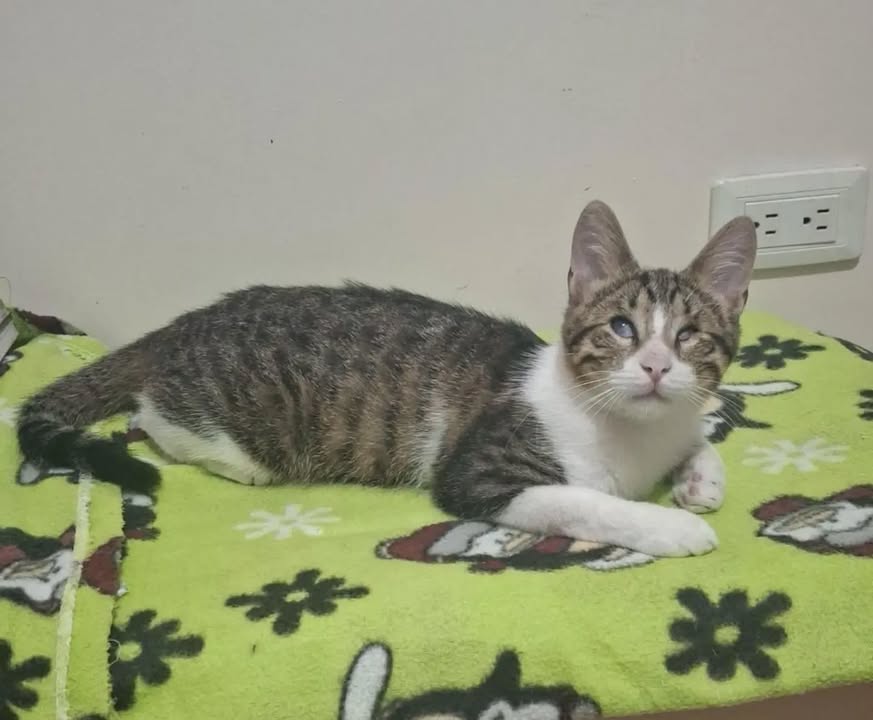 Gatito en adopción en Pereira, Risaralda 
