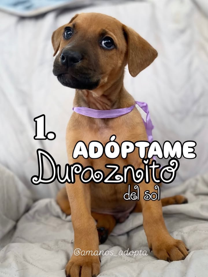 Perro Mestizo en adopción en Bogotá, Colombia 