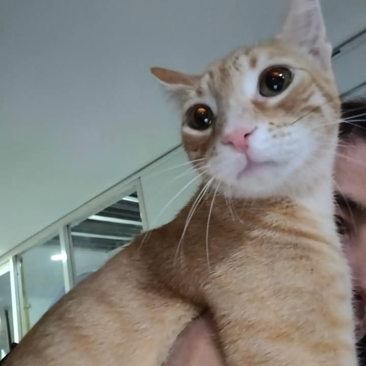 Gatitos en adopción en Bogotá 