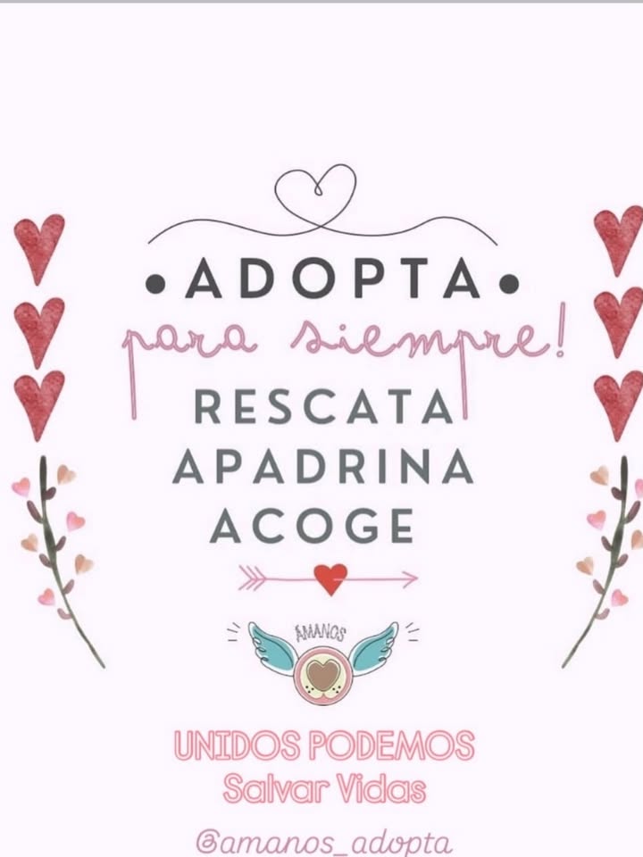 Perro Mestizo en adopción en Bogotá, Colombia 