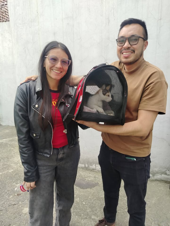 Adopción gatitos responsables y comprometidos en Bogotá 
