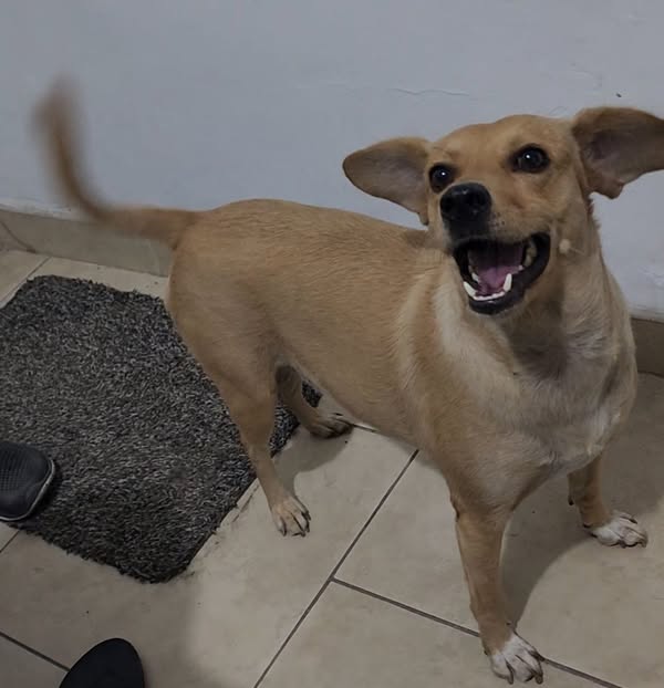 Perro mestizo encontrado en Cali 