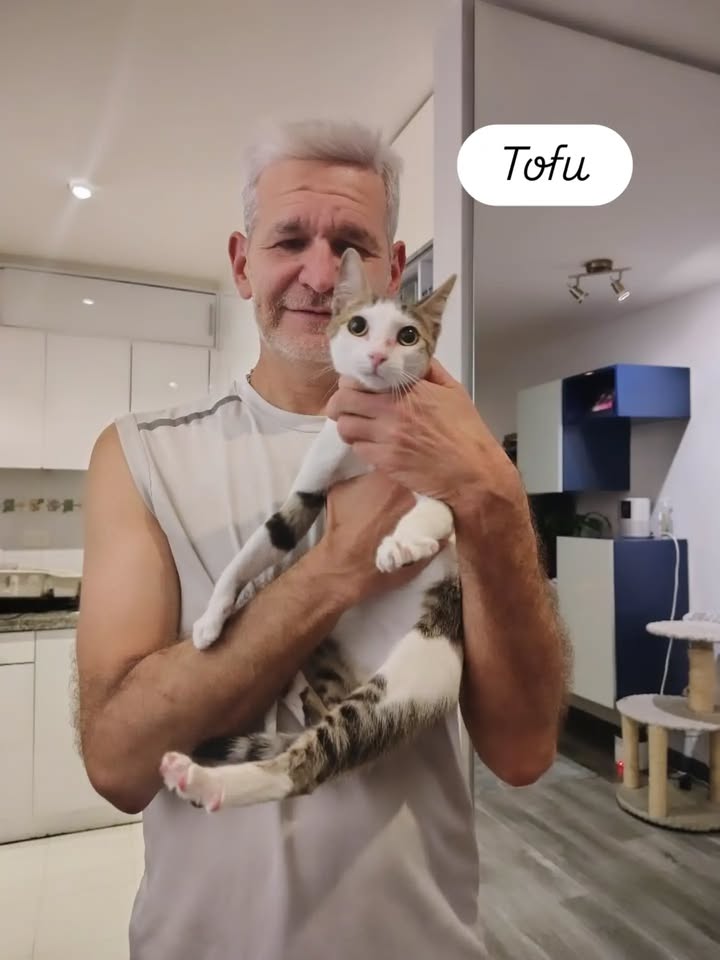 Gatos Tofu y Hanna en adopción responsable en Bogotá 