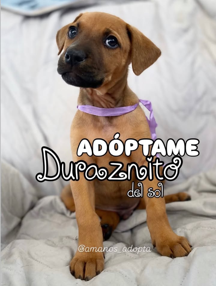 Cachorros en Adopción en Bogotá 