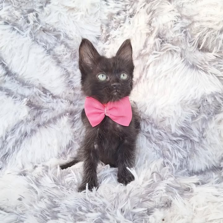 Gatitas en adopción en Pereira, Risaralda 