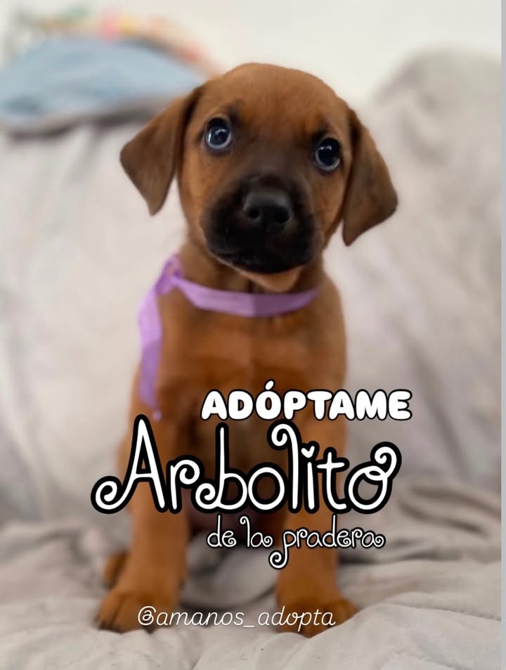 Cachorros en Adopción en Bogotá 