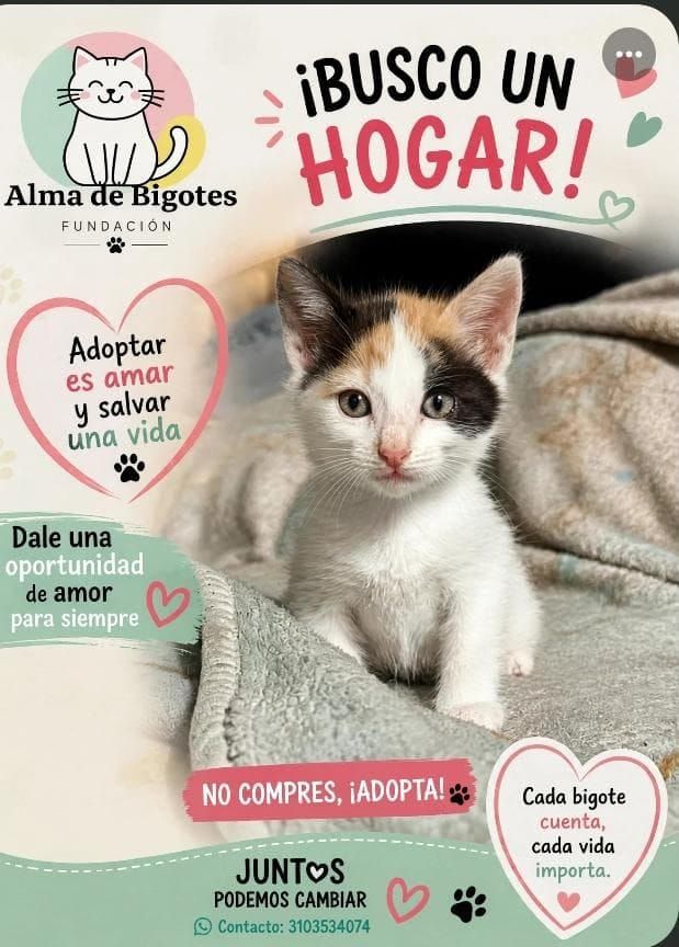 Adorable gatito busca hogar en adopción 