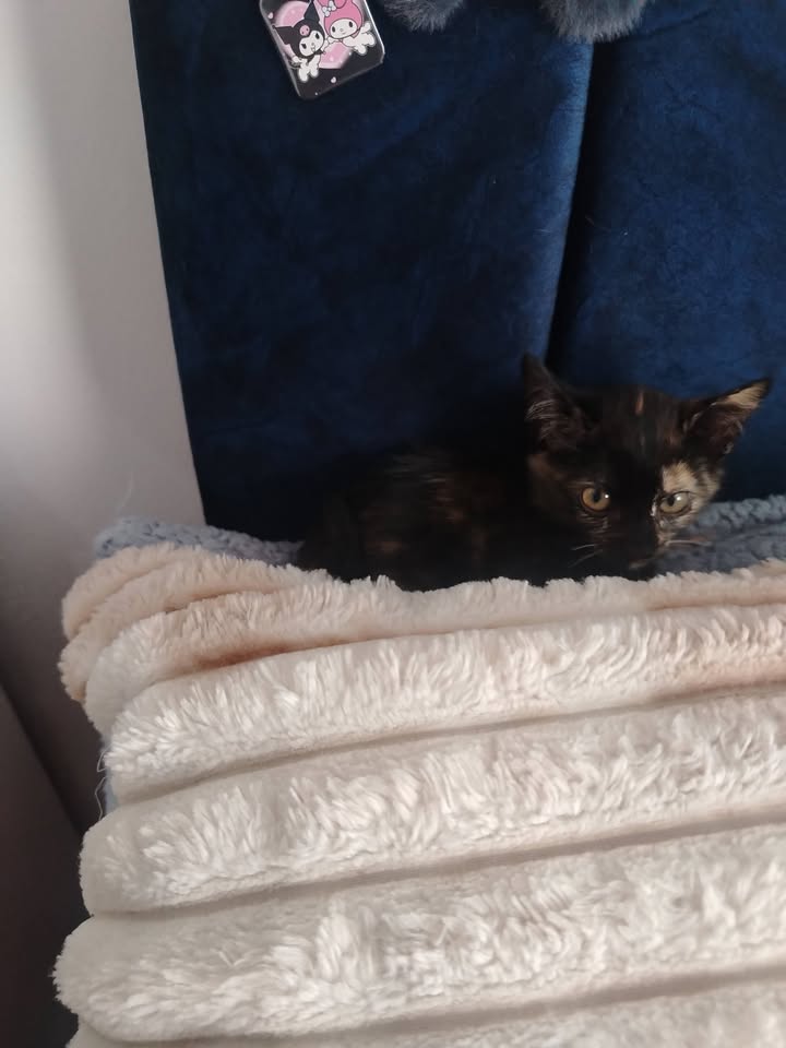 Adopción de Gatitos y Gatos en Bogotá 