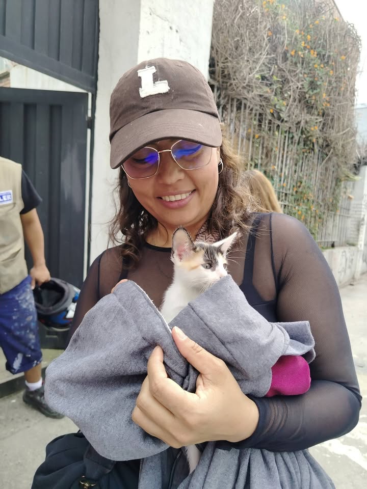 Adopción gatitos responsables y comprometidos en Bogotá 