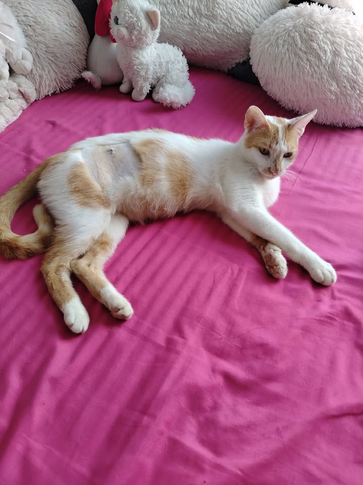 Adopción de Gatitos y Gatos en Bogotá 