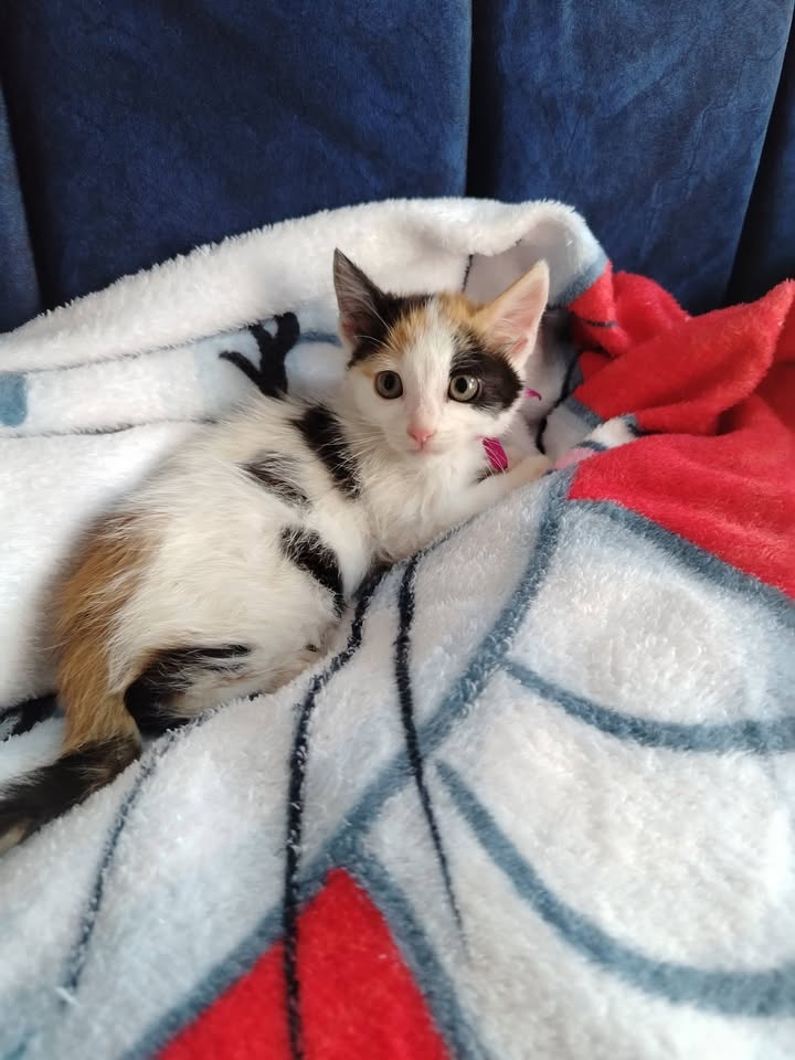 Adopción de Gatitos y Gatos en Bogotá 