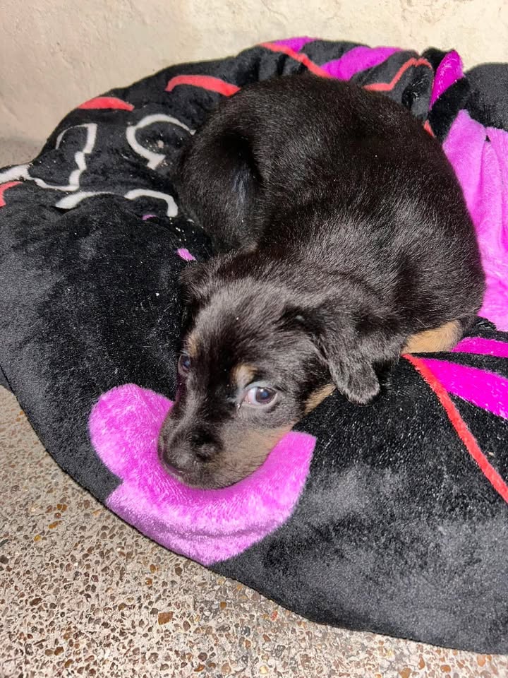 Perrita en adopción responsable 