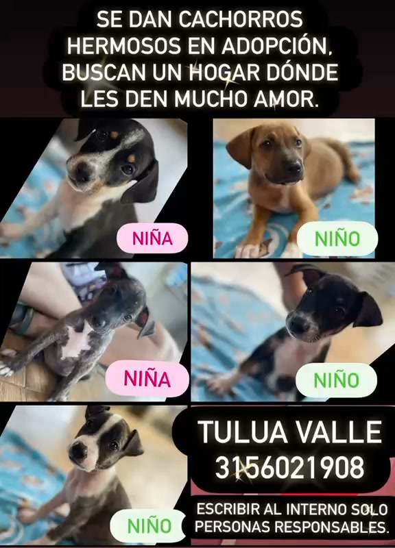 Adopcion Cachorros Tuluá Valle 