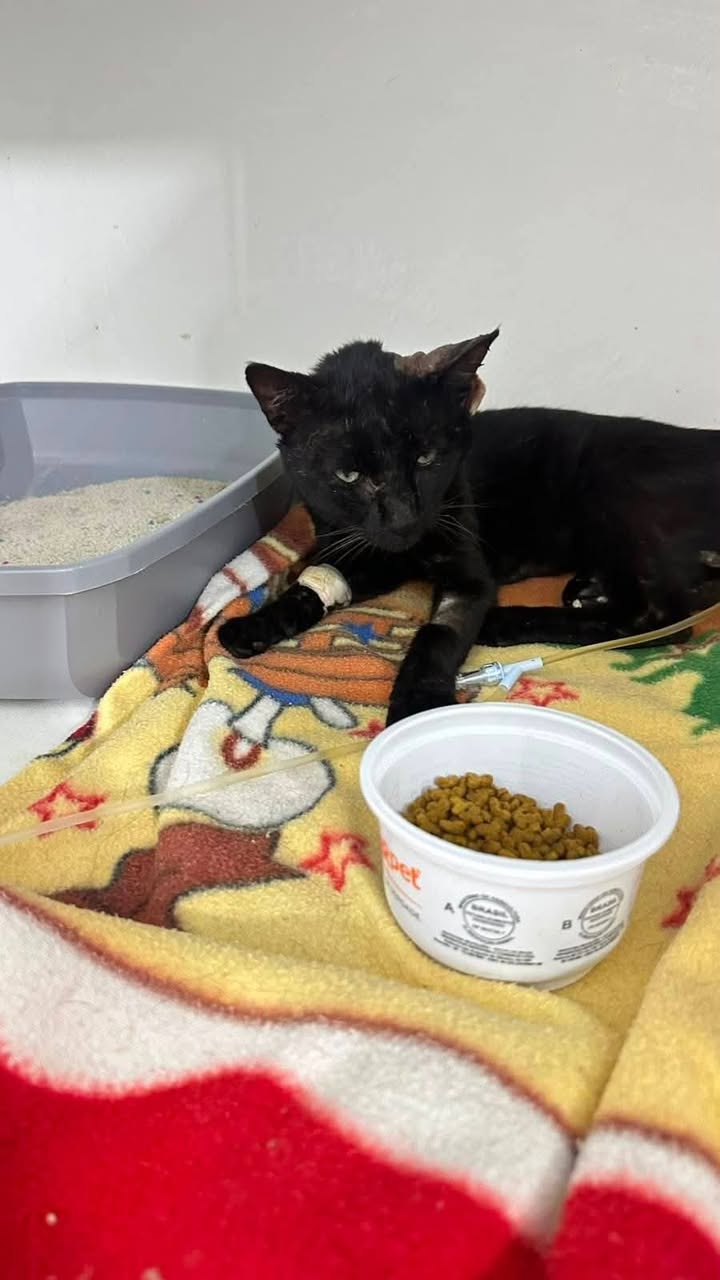 Gato negro en adopción tras dura recuperación en Amagá, Antioquia 