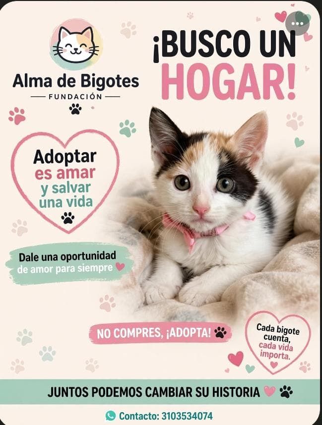 Gatita tricolor en adopción 