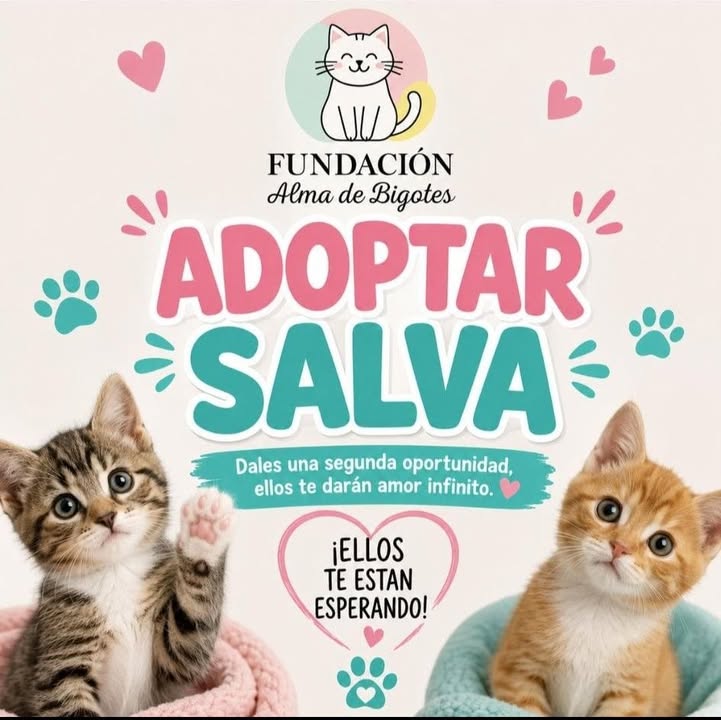 Adopta y Salva un Gato en Bogotá 