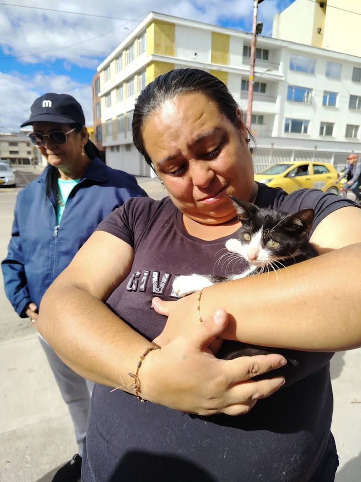 Adopción gatitos responsables y comprometidos en Bogotá 