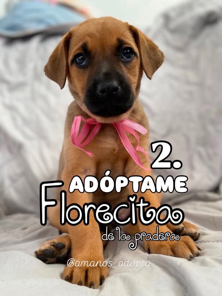 Perro Mestizo en adopción en Bogotá, Colombia 