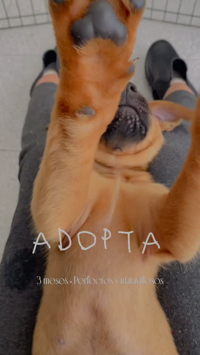 Adopta a Max, perro de 3 meses en Bogotá 