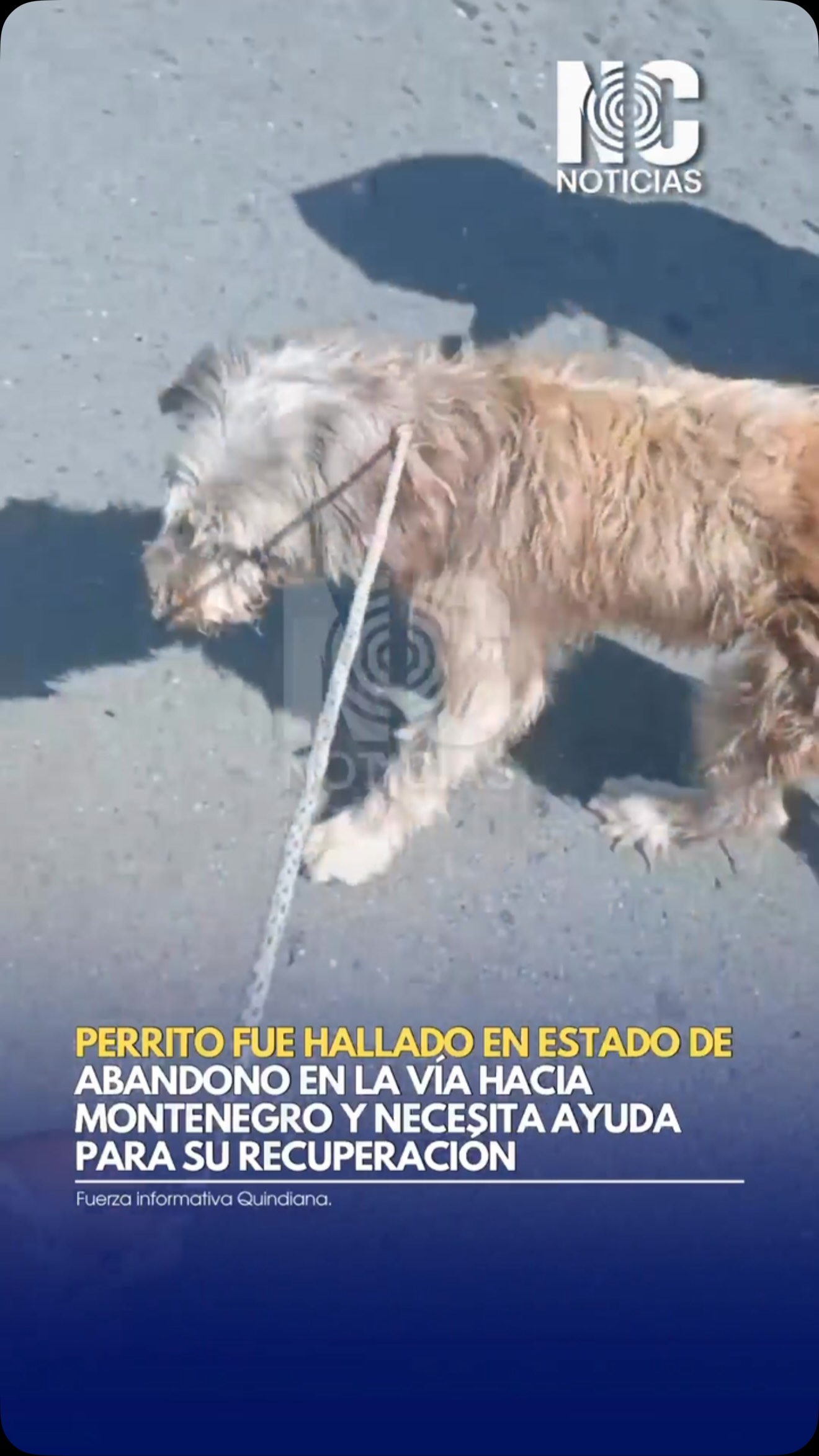 Perro encontrado en estado de abandono en Circasia, Quindío 