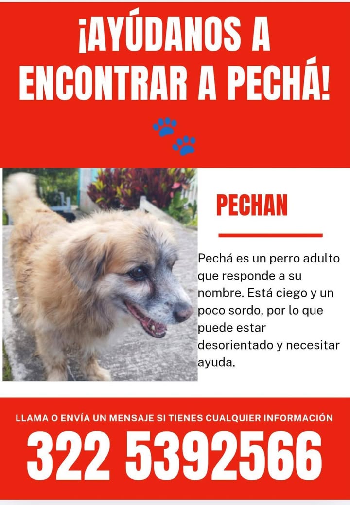 Perro adulto encontrado en Amagá Antioquia 