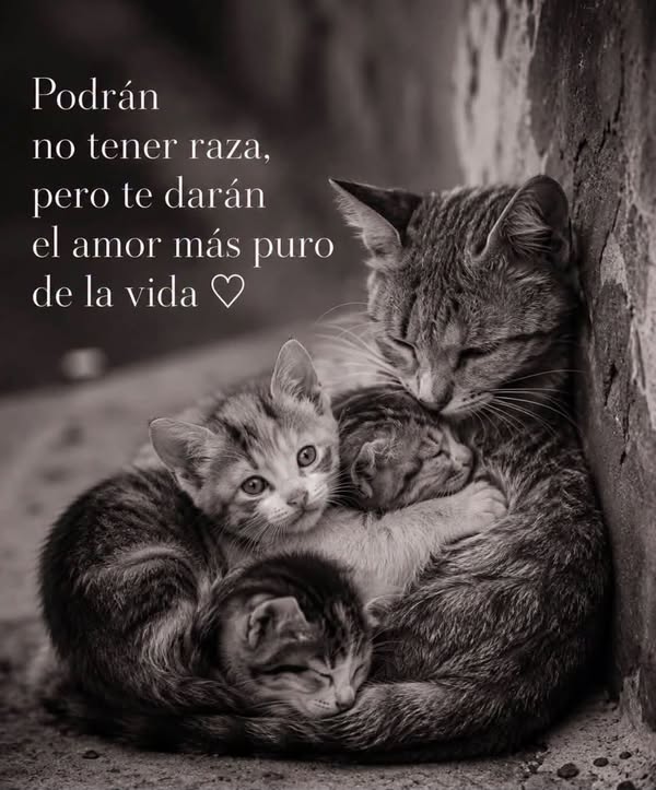 Gato tierno en adopción 
