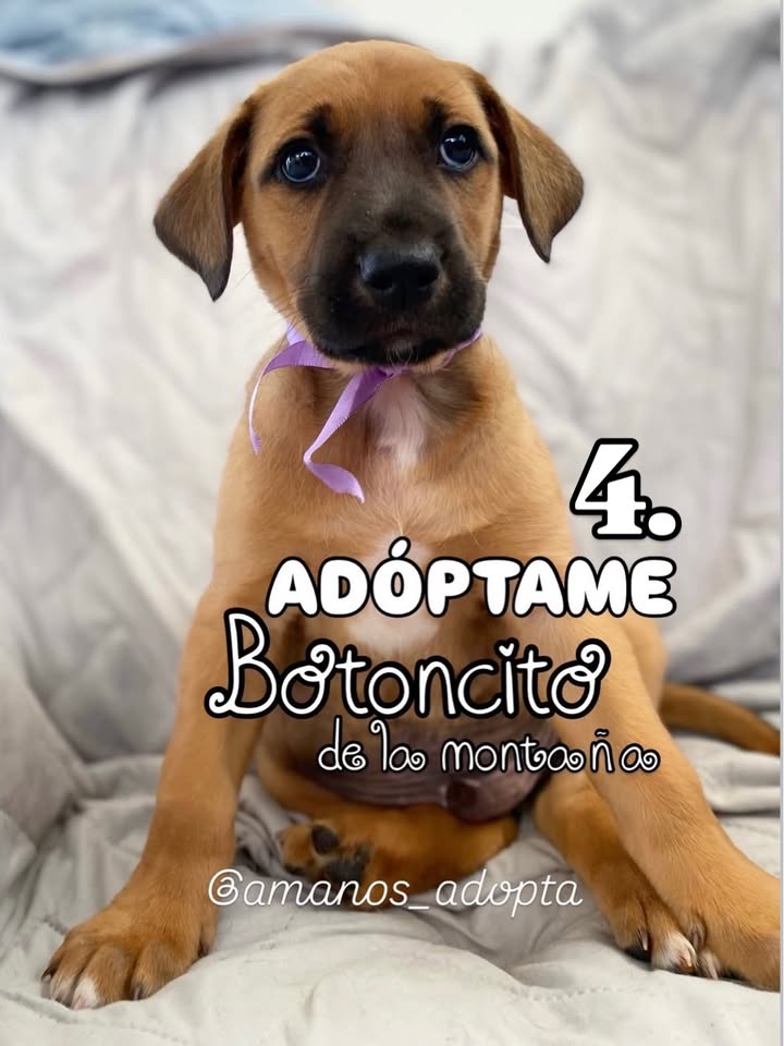 Perro Mestizo en adopción en Bogotá, Colombia 
