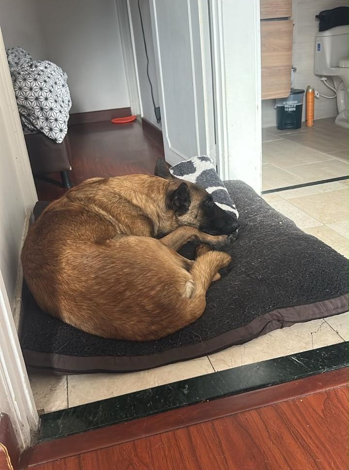 ¡Alan encontró su familia! Perro busca hogar en Bogotá 