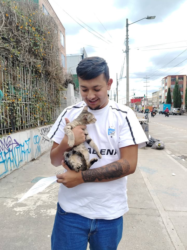 Adopción gatitos responsables y comprometidos en Bogotá 