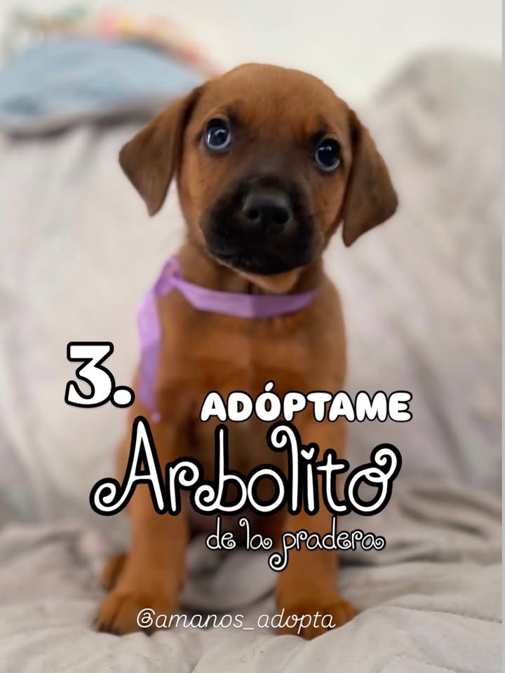 Perro Mestizo en adopción en Bogotá, Colombia 