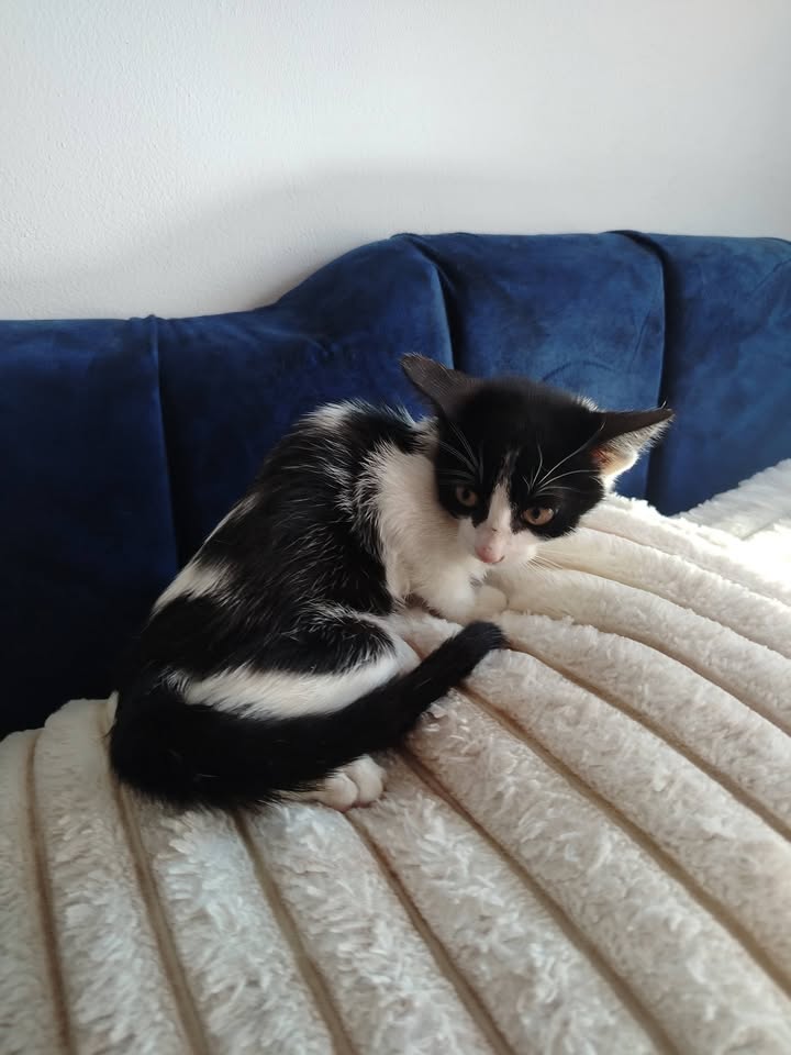 Adopción de Gatitos y Gatos en Bogotá 