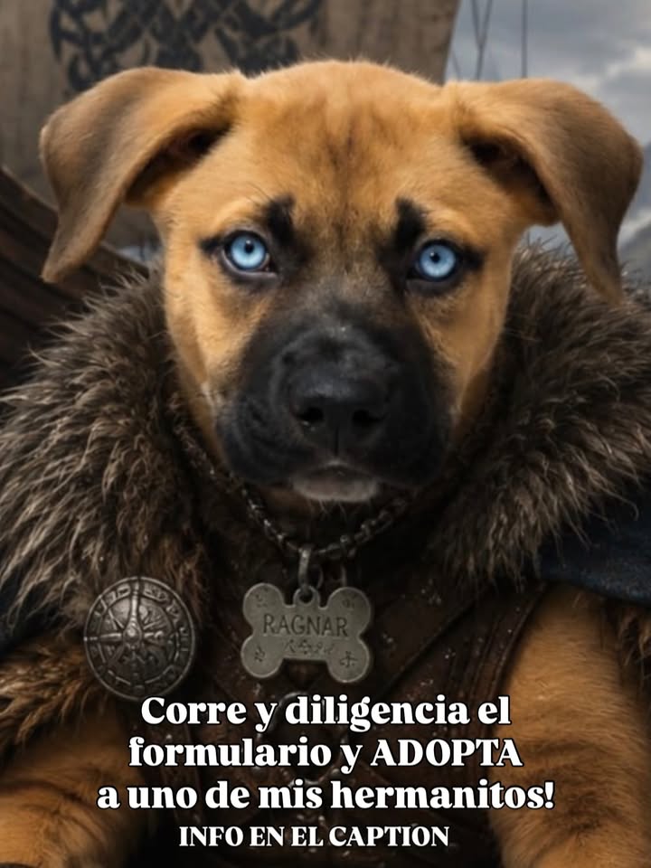 Perro Mestizo en adopción en Bogotá, Colombia 