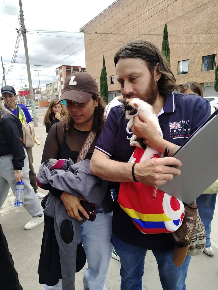 Adopción gatitos responsables y comprometidos en Bogotá 