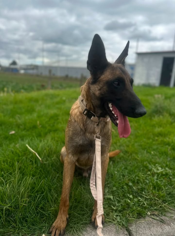¡Alan encontró su familia! Perro busca hogar en Bogotá 