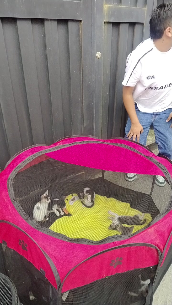 Adopción cachorros mestizos 