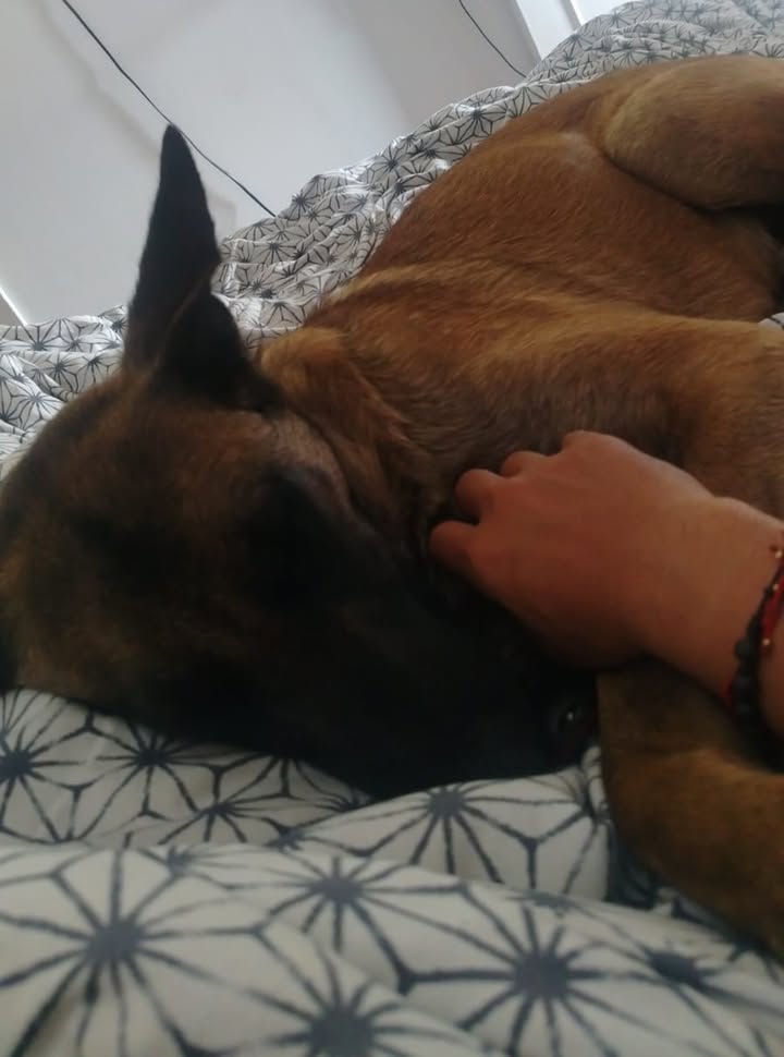 ¡Alan encontró su familia! Perro busca hogar en Bogotá 