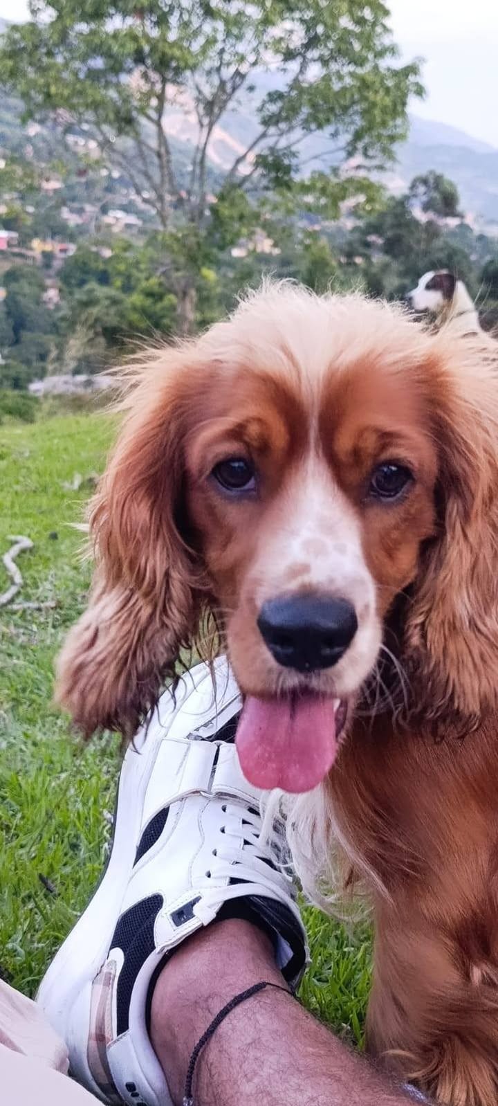 Max necesita un hogar de paso o definitivo en Amagá, Antioquia 