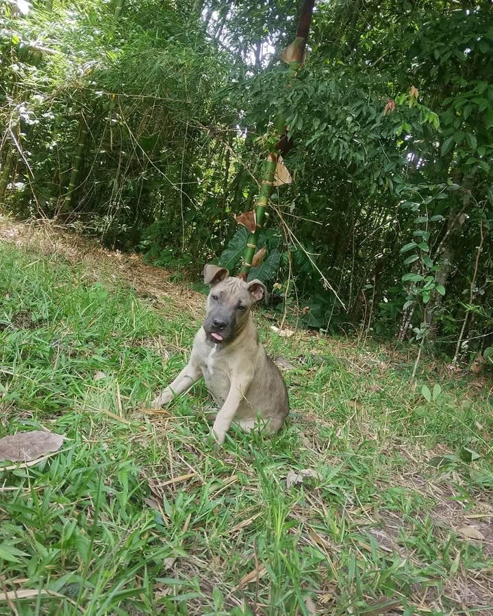Perrito abandonado en La Virginia, Risaralda 