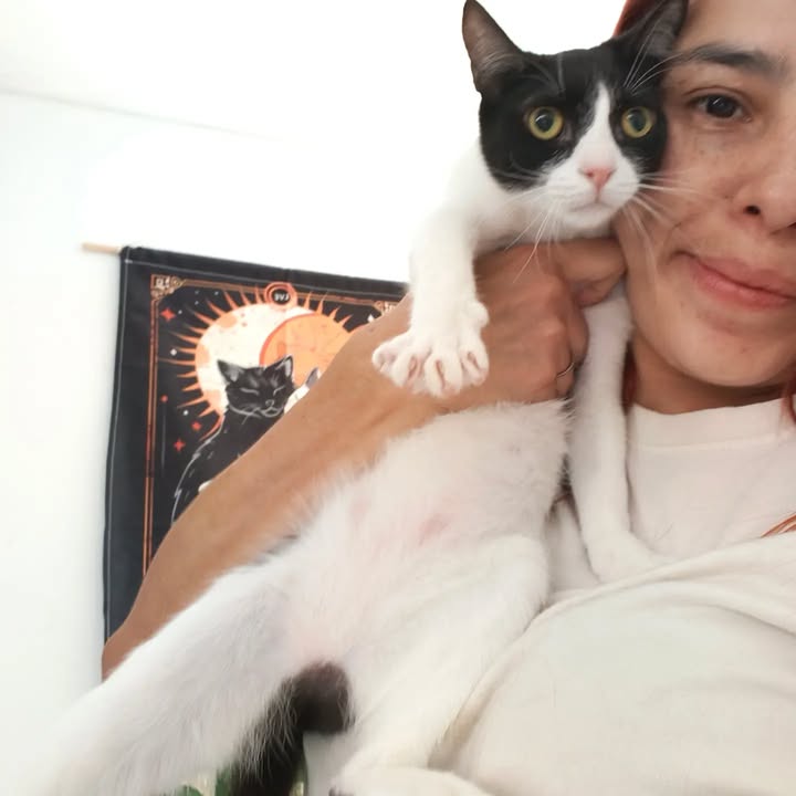 Gatitos en adopción en Bogotá 