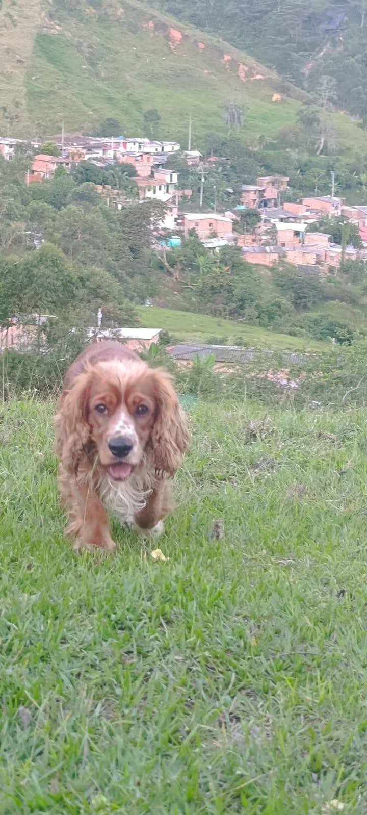 Max necesita un hogar de paso o definitivo en Amagá, Antioquia 