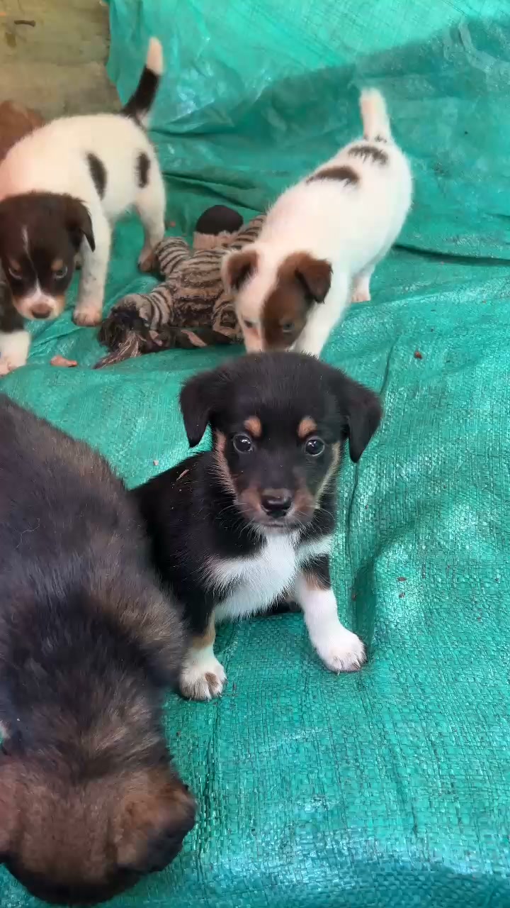 Cachorros en adopción responsable en Amagá, Antioquia 