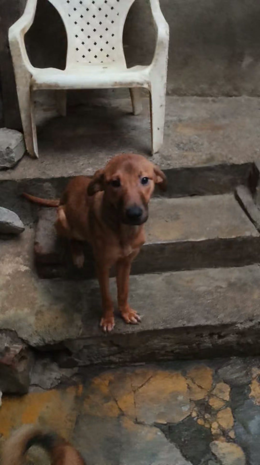 Perra MOCCA en adopción en Armenia, Quindío 